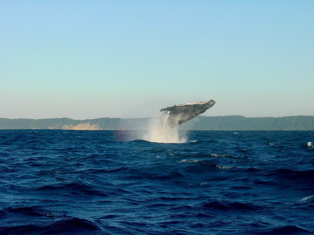 Humpback Whale