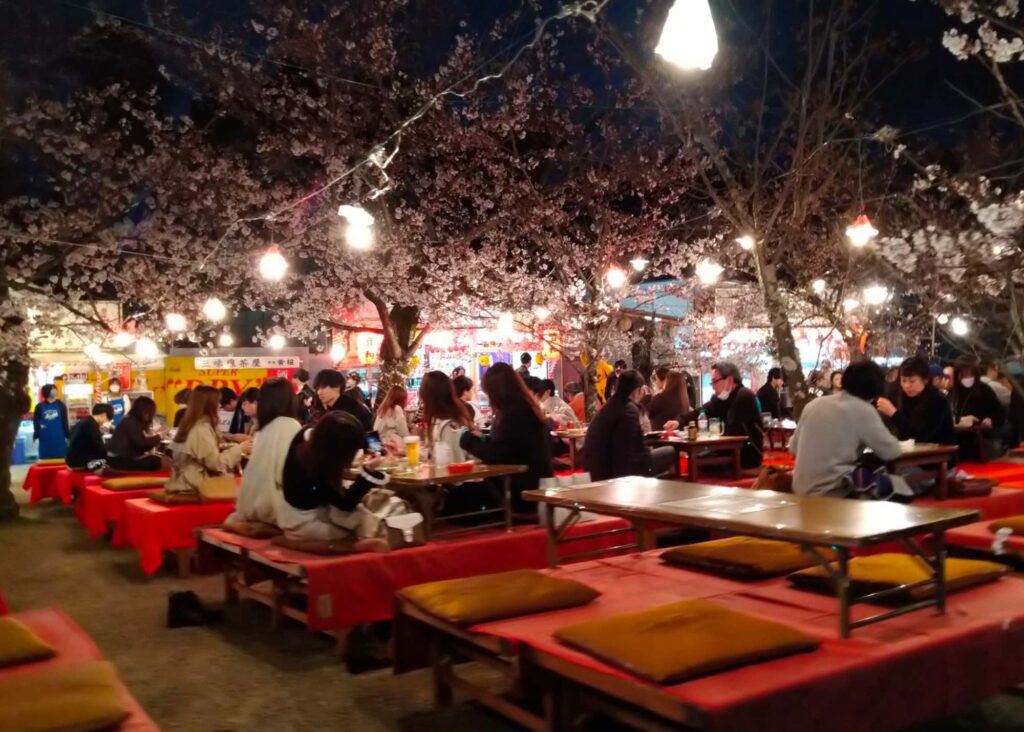 Maruyama Park Cherry Blossoms