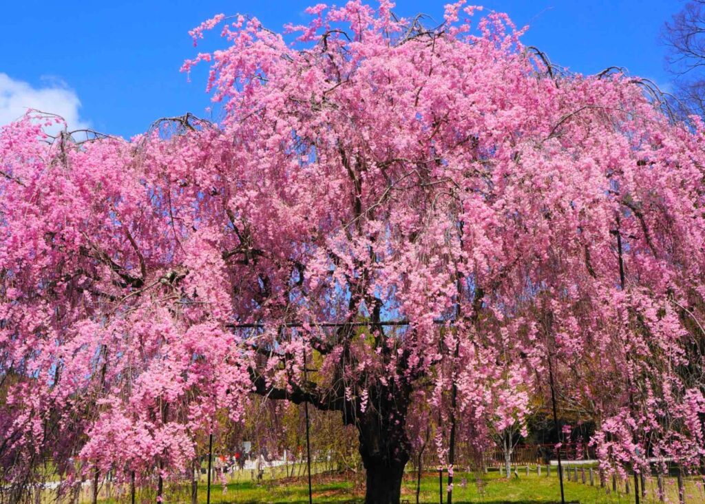 Kamigamo Shrine Cherry Blossom