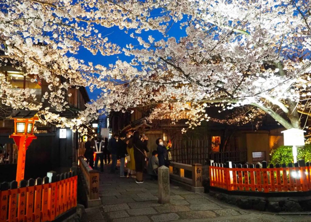 Gion Shirakawa - Cherry Blossoms