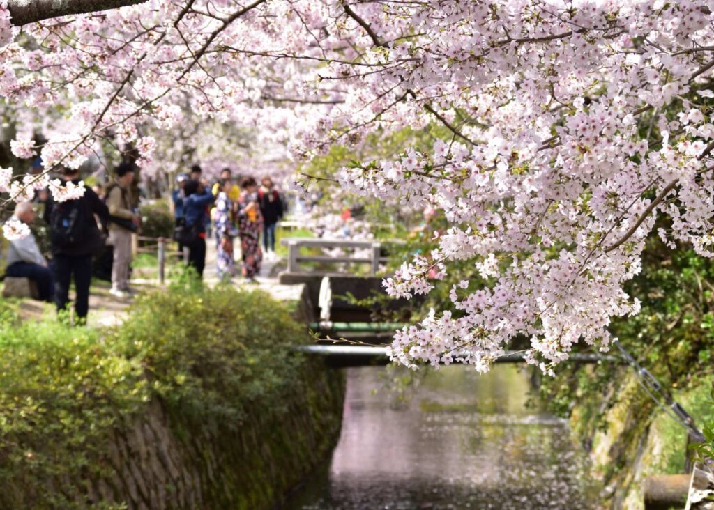 Cherry Blossoms in Kyoto - philosopher's path